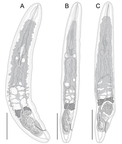 Parasite210126-Figure 2 Holocentricola (Digenea, Aporocotylidae).png