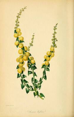 Illustration of "Acacia biflora"