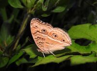 Peacock Pansy Junonia almana UN by Dr. Raju Kasambe DSCN5377 (3).jpg