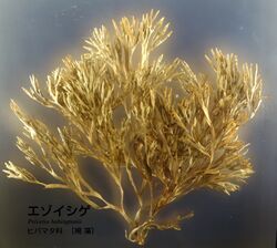 Pelvetia babingtonii - National Museum of Nature and Science, Tokyo - DSC07654.JPG