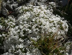 Phlox condensata 3.jpg