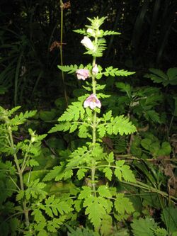 Phtheirospermum japonicum 3.JPG