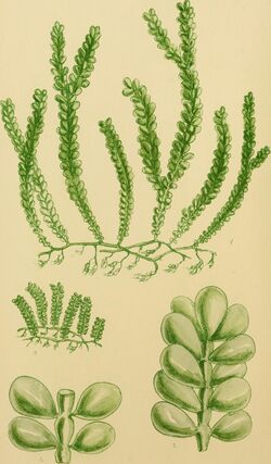 Phycologia australica; or, A history of Australian sea weeds and a synopsis of all known Australian Algae (1859) (14756377736).jpg