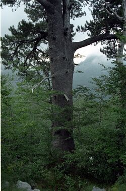 Pinus heldreichii Orjen.jpg