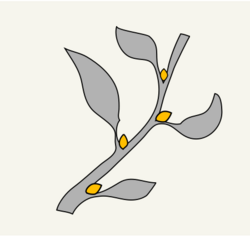 The axillary buds are highlighted in yellow.