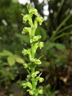 Platanthera chorisiana var. elata 2.JPG