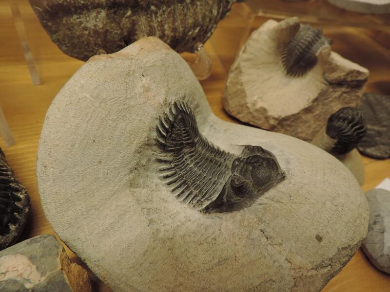 File:Plovdiv Museum of Natural History - Fossil exhibition - Metacanthina.jpg