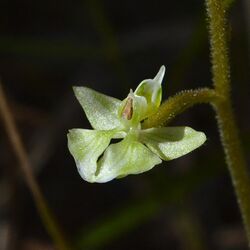Ponthieva racemosa (Orchidaceae).JPG