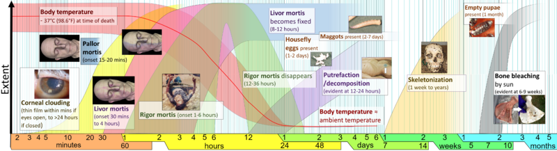File:Postmortem interval changes (stages of death).png