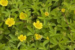 Potentilla reptans beauvais-carriere-bracheux 60 20062008 1.jpg