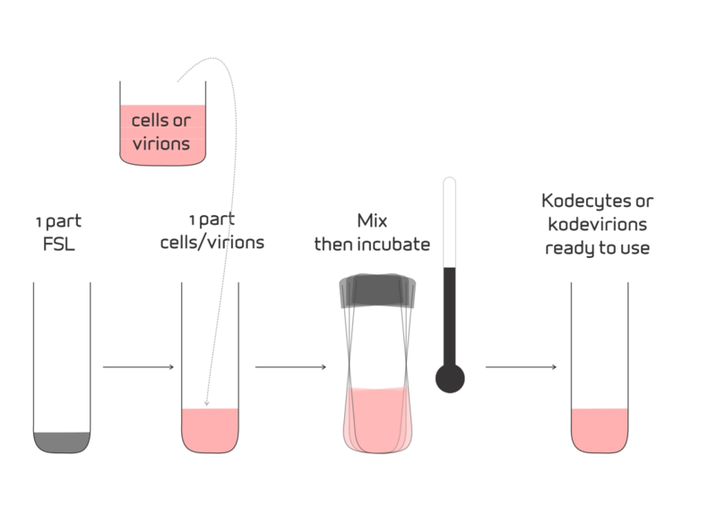 File:Preparation of kodecytes and kodevirions.svg