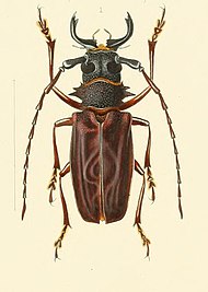 Priotyrannus mordax 2.jpg