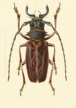 Priotyrannus mordax 2.jpg