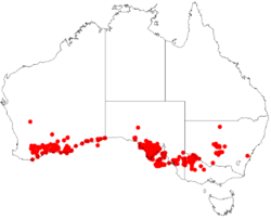 Prostanthera serpyllifoliaDistA87.png