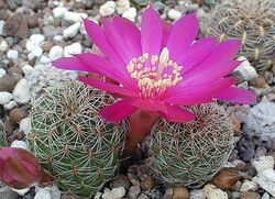 Rebutia caniguerallii1e.MW.jpg