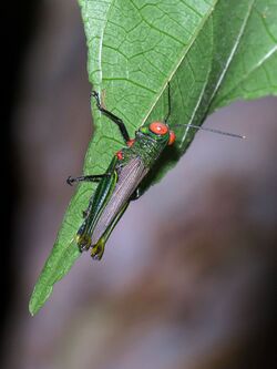 Red-eyed Grasshopper - Flickr - treegrow.jpg