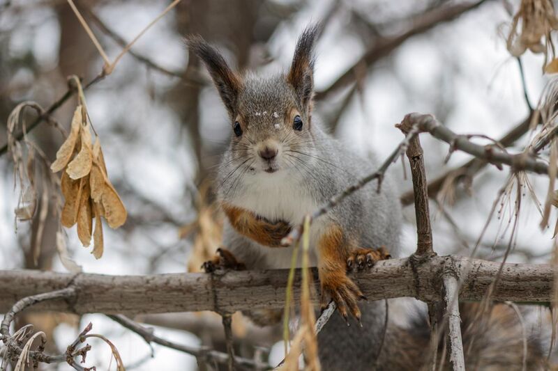 File:Red Squirrel Urals.jpg