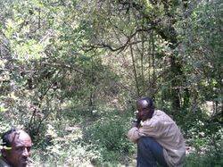 Rendzic Leptosol in Desa Forest Ethiopia.jpg