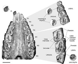 Rhynchippus equinus - upper palate and dentition - Sarmiento Formation, Argentina.jpg
