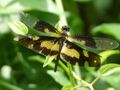 Rhyothemis variegata female at Kadavoor.jpg