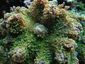 Ricordea sp mushroom coral.jpg