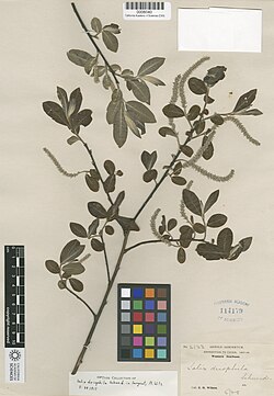 Salix driophila.jpg