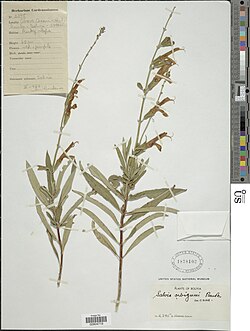 Salvia orbignaei.jpg