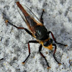 Sandy the Robber Fly (Proctacanthus sp.) (6110699298).jpg