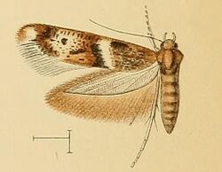 Scythris fasciatella.JPG