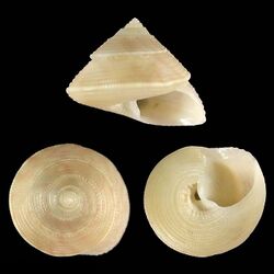 Seashell Calliostoma mariae.jpg