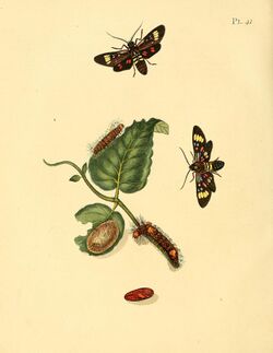 Sepp-Surinaamsche vlinders - pl 041 plate Histioea cepheus.jpg