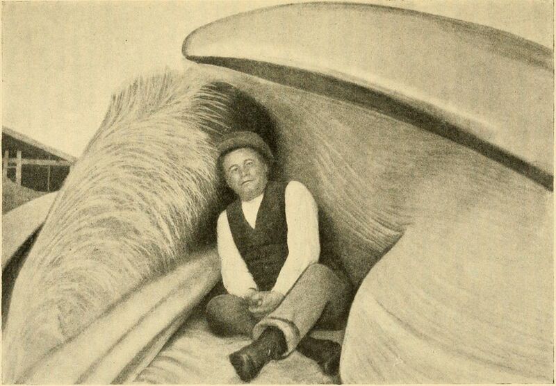 File:Sigurd Risting in a gap of a fin whale 1912.jpg