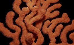 Sinuous sea fan2.jpg