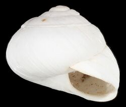Sphincterochila baetica shell.jpg