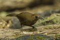 Spot-breasted Laughingthrush - Thailand S4E9232 (19483012432).jpg