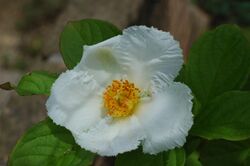 Stewartia pseudocamellia 01.JPG