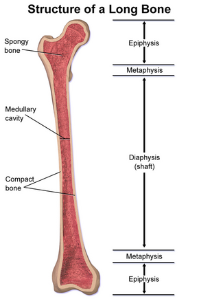 Structure of a Long Bone.png