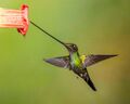 Sword-billed hummingbird (male) at Guango Lodge, Ecuador (21310837273).jpg