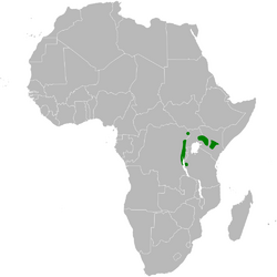 Sylvietta leucophrys distribution map.png