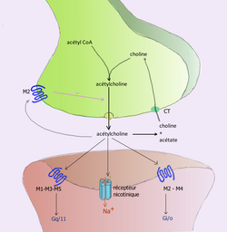Synapse acetylcholine.png