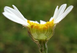 Tanacetum corymbosum4 W.jpg