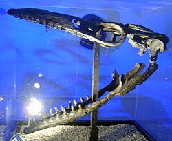 Reconstructed skull of a mosasaur