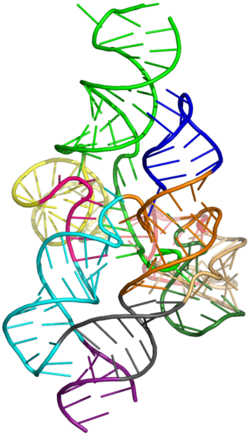 The lariat capping ribozyme crystal structure (pdb- 4p95).png