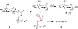 Thioglycoside––-Isothiocyanate V.1.png