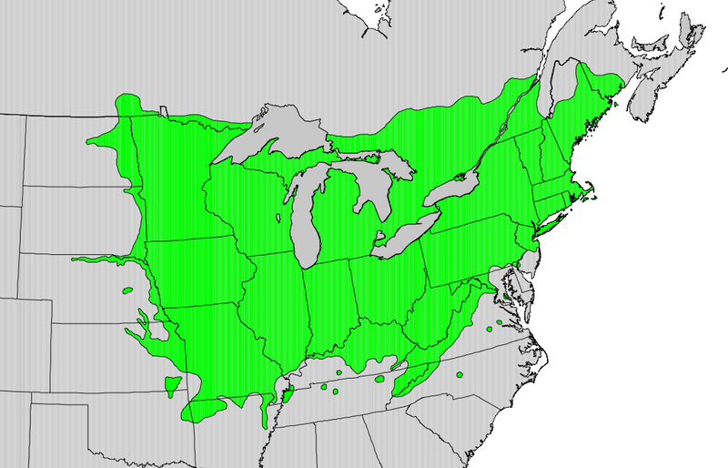 File:Tlilia americana map.png