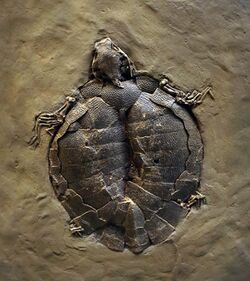 Turtle fossil.jpg