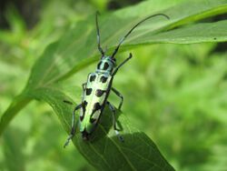 Unidentified Cerambycidae (female) 2.jpg