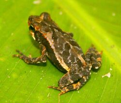 Wet forest toad.jpg