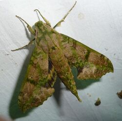 Xylophanes zurcheri (7132805485).jpg