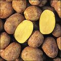 Yukon-gold-potatoes.jpg